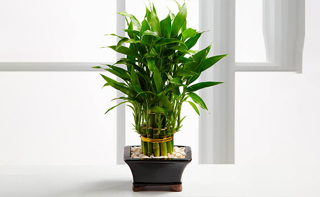 bamboo