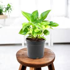 money plant